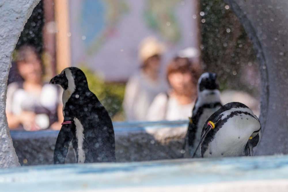 Penguin Friend Encounter