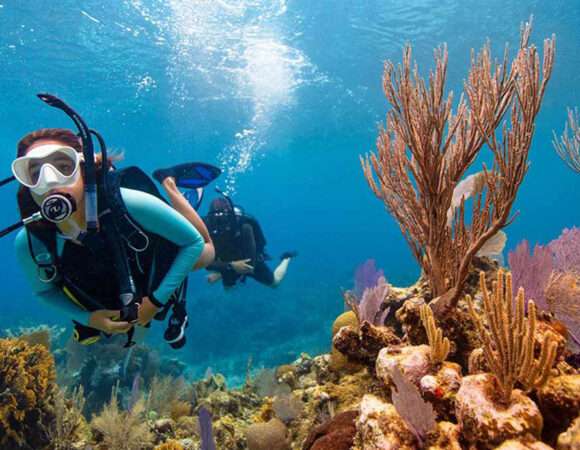 Diving In Musandam Oman