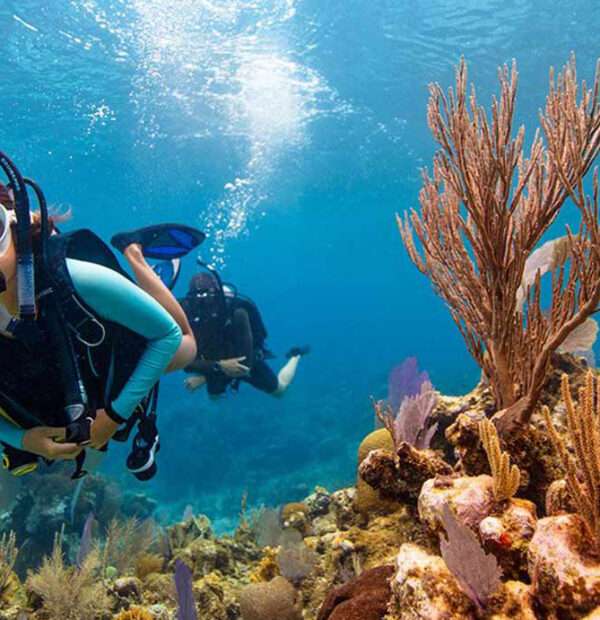 Diving In Musandam Oman