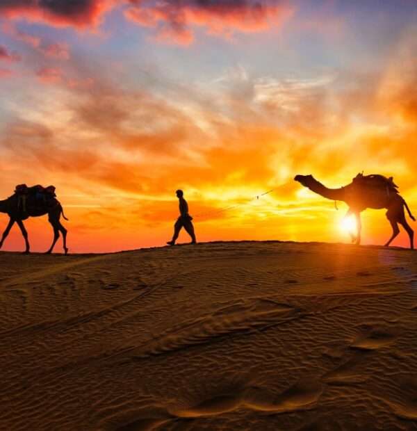 Book Evening Desert Safari Dubai With Professional Safari Guides